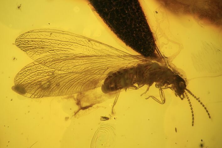 Detailed Fossil Termite (Isoptera) In Baltic Amber #87062